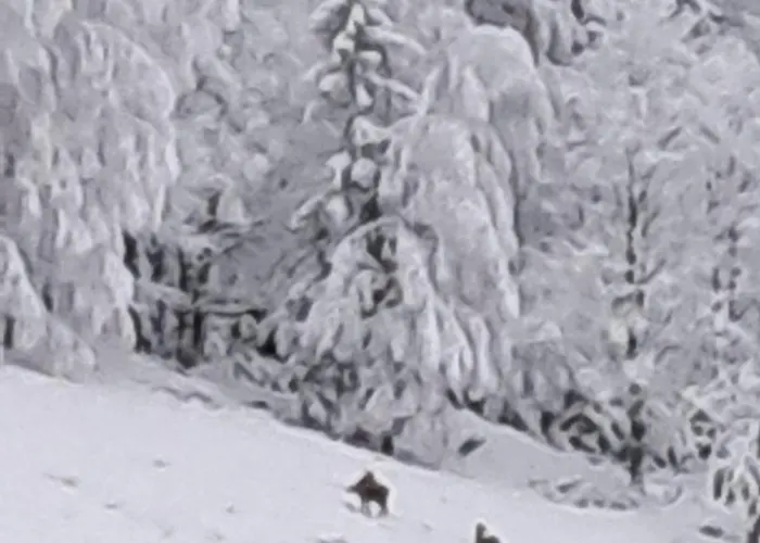 Apartment Panorama-czarna Gora