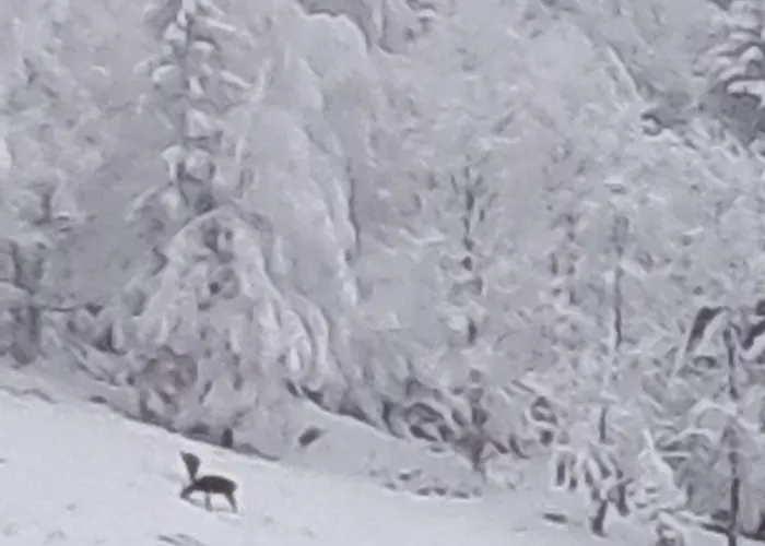 Panorama-czarna Gora Apartment
